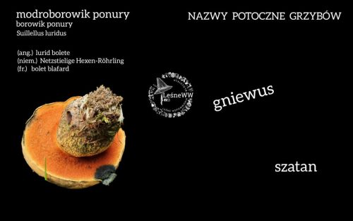 nazwy potoczne grzybów modroborowik ponury