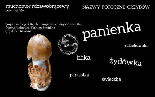 nazwy potoczne grzybów muchomor rdzawobrązowy