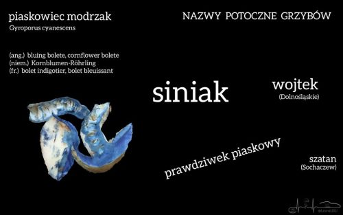 nazwy potoczne grzybów piaskowiec modrzak