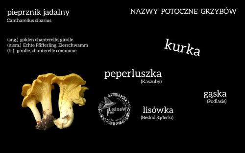 nazwy potoczne grzybów pieprznik jadalny