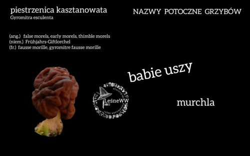nazwy potoczne grzybów piestrzenica kasztanowata