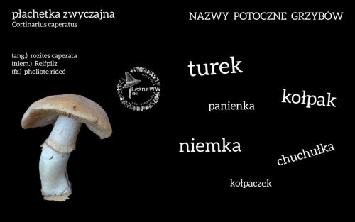 nazwy potoczne grzybów płachetka zwyczajna