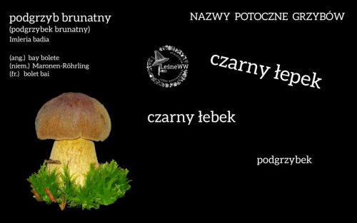 nazwy potoczne grzybów podgrzyb brunatny