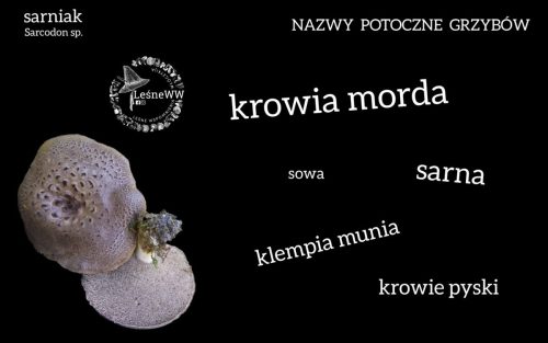 nazwy potoczne grzybów sarniak