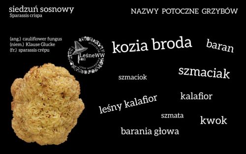 nazwy potoczne grzybów siedzuń sosnowy