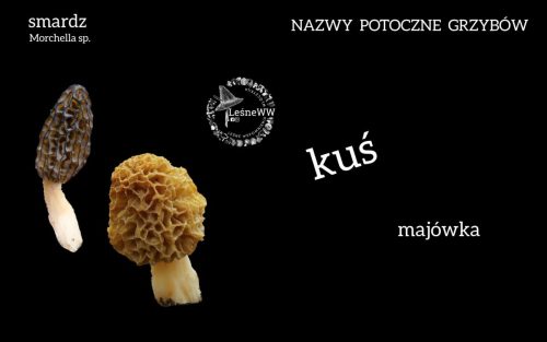 nazwy potoczne grzybów smardz