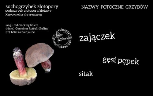 nazwy potoczne grzybów suchogrzybek złotopory