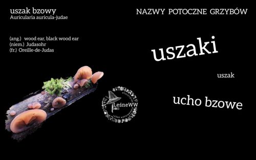 nazwy potoczne grzybów uszak bzowy