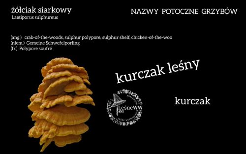 nazwy potoczne grzybów żółciak siarkowy