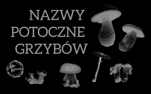 nazwy potoczne grzybów