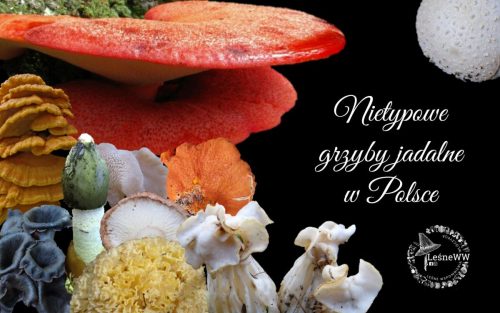 nietypowe grzyby jadalne