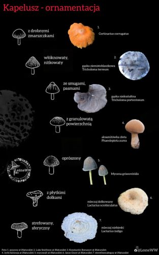 ornamentacja kapelusza 2