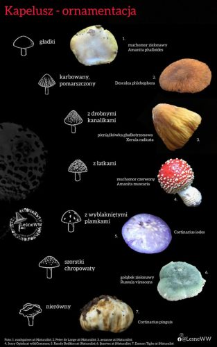 ornamentacja kapelusza
