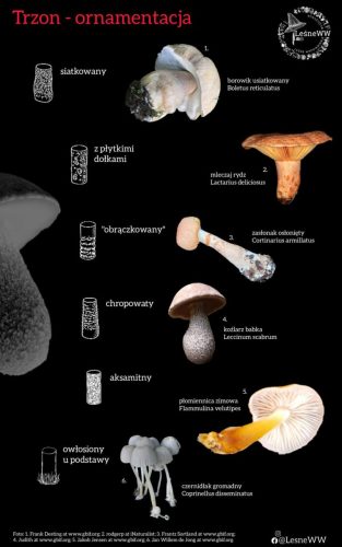 ornamentacja trzonu 2