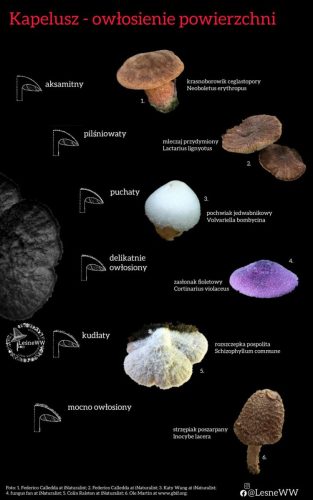 owłosienie kapelusza
