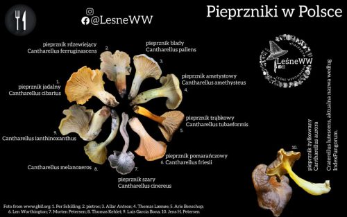 pieprzniki występujące w polsce, spojrzenie na hymenofor
