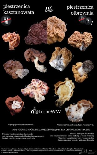 piestrzenica olbrzymia, a kasztanowata