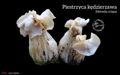 piestrzyca kędzierzawa