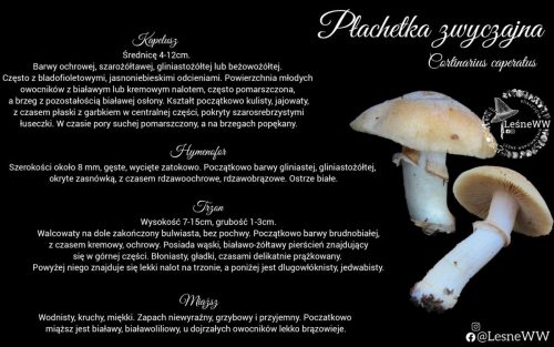 płachetka zwyczajna (2)