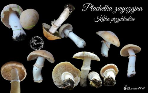 płachetka zwyczajna, przykłady