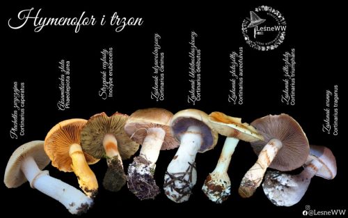 płachetka zwyczajna z czym można pomylić, hymenofory