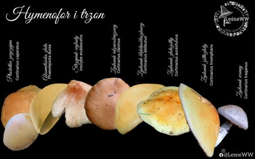 płachetka zwyczajna z czym można pomylić, kapelusze