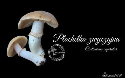 płachetka zwyczajna