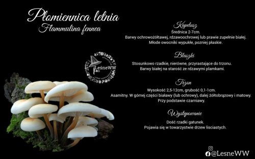 płomiennica letnia