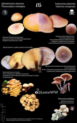 płomiennica zimowa, a hełmówka jadowita