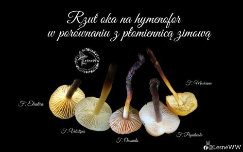 płomiennice, rzut oka na hymenofor