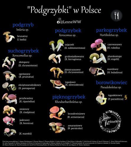 podgrzybki w polsce