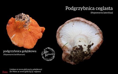 podgrzybnica ceglasta