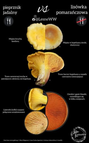 porównanie pieprznika jadalnego i lisówki pomarańczowej