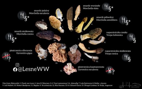 porównanie smardzowatych