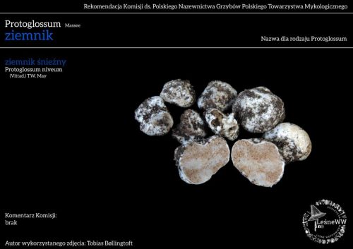 protoglossum