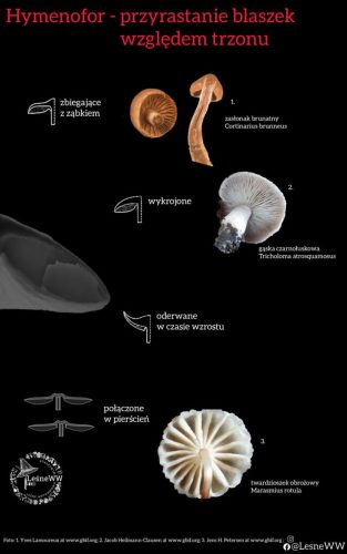 przyrastanie blaszek 2