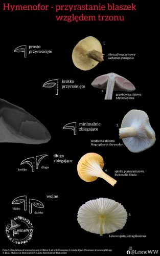 przyrastanie blaszek