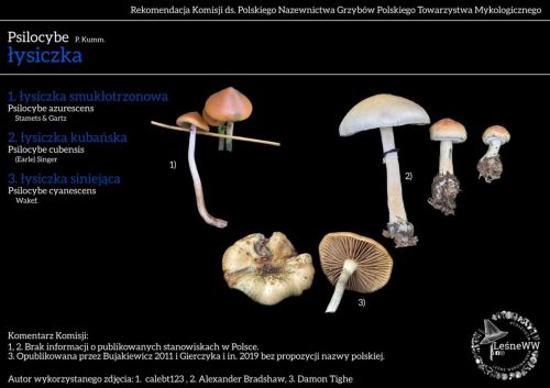 psilocybe x 3