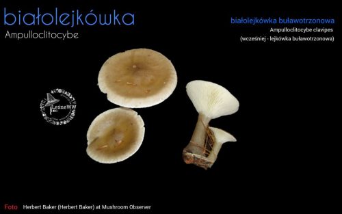 rekomendacja ptmyk białolejkówka