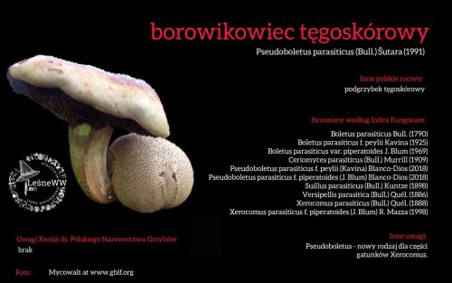 Rekomendacja-PTMyk-borowikowiec-tegoskorowy