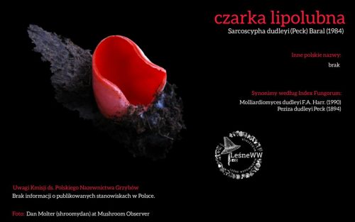 Rekomendacja-PTMyk-czarka-lipolubna