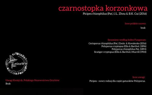 Rekomendacja-PTMyk-czarnostopka-korzonkowa