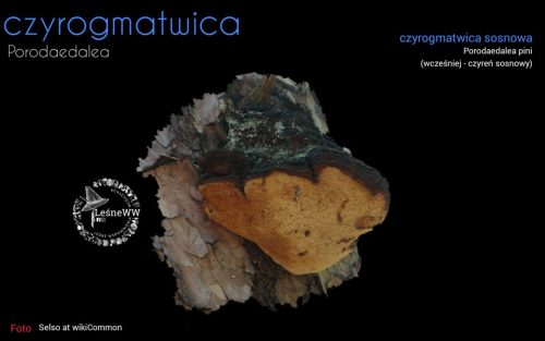 rekomendacja ptmyk czyrogmatwica