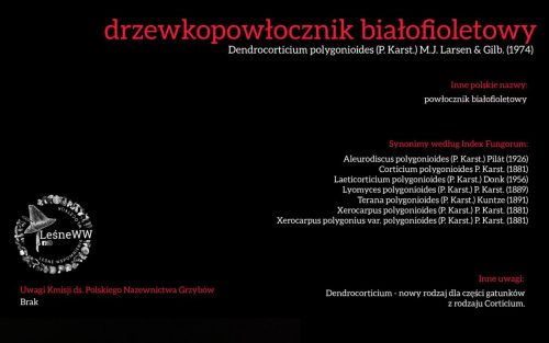 Rekomendacja-PTMyk-drzewkopowlocznik-bialofioletowy