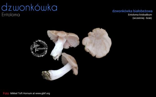 rekomendacja ptmyk dzwonkówka