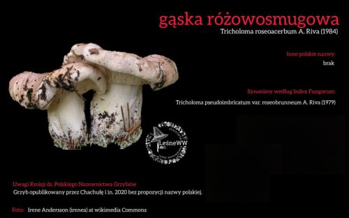 Rekomendacja-PTMyk-gaska-rozowosmugowa