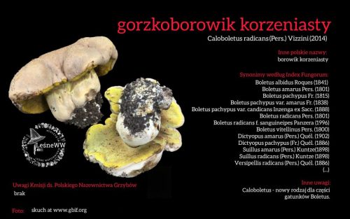Rekomendacja-PTMyk-gorzkoborowik-korzeniasty