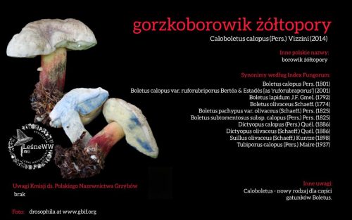 Rekomendacja-PTMyk-gorzkoborowik-zoltopory