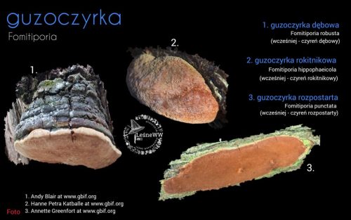 rekomendacja ptmyk guzoczyrka