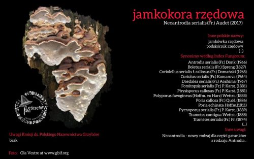 Rekomendacja-PTMyk-jamkokora-rzedowa